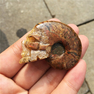 Crystal Healing~Natural small fossil conch beautiful fossil snail fossil skull healing carving  crystal shell for gift reiki healing 1Pcs