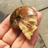 Crystal Healing~Natural small fossil conch beautiful fossil snail fossil skull healing carving  crystal shell for gift reiki healing 1Pcs