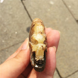 Crystal Healing~Natural small fossil conch beautiful fossil snail fossil skull healing carving  crystal shell for gift reiki healing 1Pcs