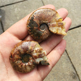 Crystal Healing~Natural small fossil conch beautiful fossil snail fossil skull healing carving  crystal shell for gift reiki healing 1Pcs