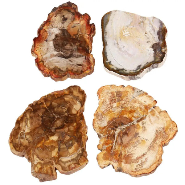 1Pc Natural Petrified Wood Stone Slab Specimen Irregular Healing Crystal Collection For Jewelry Making Room Decor 135-250g