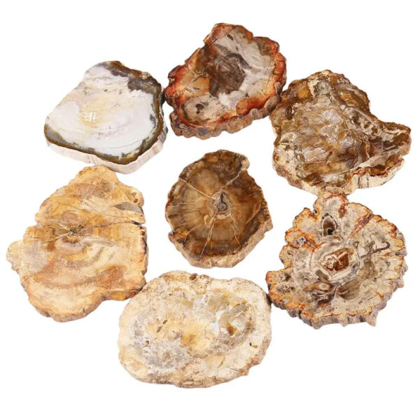 1Pc Natural Petrified Wood Stone Slab Specimen Irregular Healing Crystal Collection For Jewelry Making Room Decor 135-250g