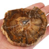 1Pc Natural Petrified Wood Stone Slab Specimen Irregular Healing Crystal Collection For Jewelry Making Room Decor 135-250g