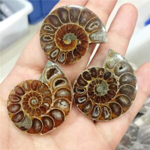 Crystal Healing~3Pcs Beautiful  fossils iridescent ammonite natural stones and minerals specimen as gift