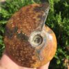 Crystal Healing~BIG Natural Conch Screw Fossil Snail Fossil Ammonite Lucky Crystal Stone Specimens Healing