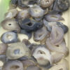 Crystal Healing~Natural eagle agate crystal cluster mineral specimen crystal cluster is very beautiful 1pcs