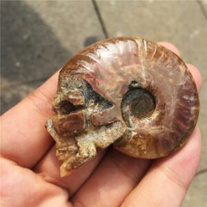 Crystal Healing~Natural  fossil conch beautiful fossil snail fossil skull healing carving  crystal shell for gift reiki healing 1Pcs