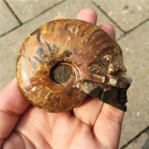Crystal Healing~Natural  fossil conch beautiful snail fossil skull healing carving  crystal shell for gift reiki healing 1pcs