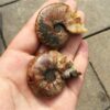 Crystal Healing~Natural small fossil conch beautiful fossil snail fossil skull healing carving  crystal shell for gift reiki healing 1Pcs