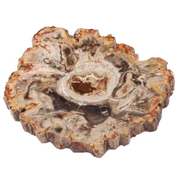 1Pc Natural Petrified Wood Stone Slab Specimen Irregular Healing Crystal Collection For Jewelry Making Room Decor 135-250g