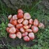 Crystal Healing~Aventurine, Red Tumbled Stone