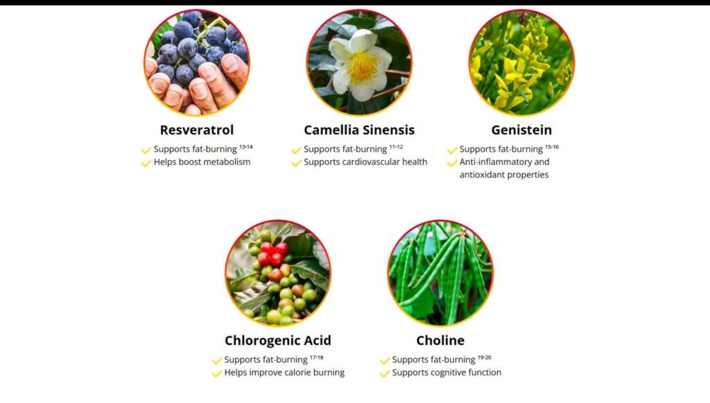 HepatoBurn Ingredients